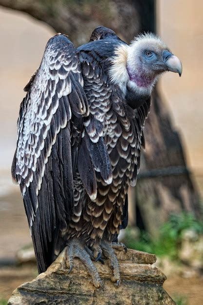 Premium Photo | Isolated vulture, buzzard looking at you