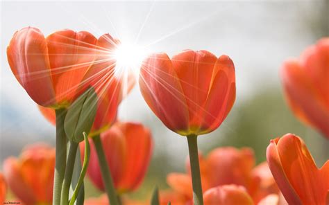 Tulips Wallpapers Images Photos Pictures Backgrounds