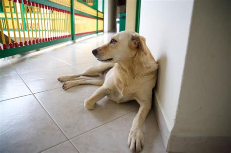 Perro Acostado Junto A Una Pared Sonriendo Foto Premium