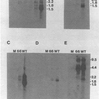 Early And Late Gene Expression From The Ie Gene Region A Hf Cells