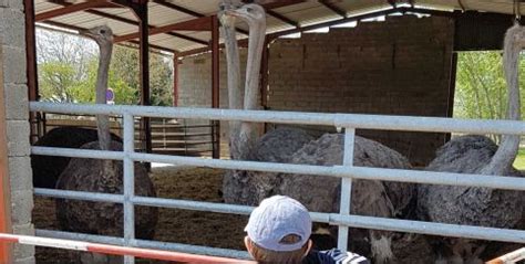 La ferme du Père Louis Elevage d autruches et ferme pédagogique