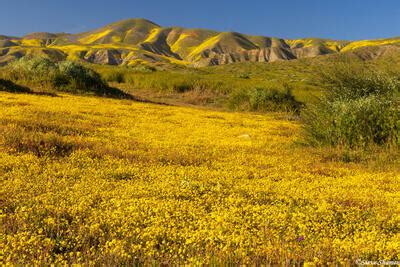 Carrizo Plain National Monument Steve Shames Photo Gallery