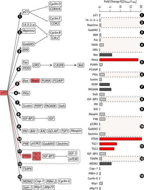 Schematics Illustrating Distinct P53 Target Pathways Highlighted In Red