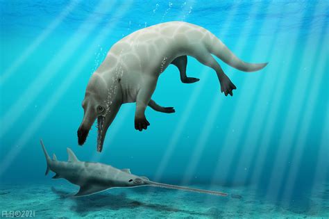 New species of ancient whale discovered in Egypt – oceanbites