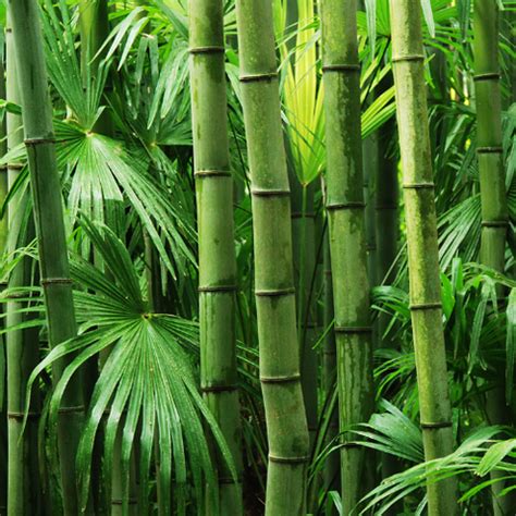subscription  bamboo toilet paper flushed eco