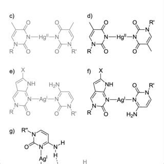 Scheme Representation Of Mononuclear Metal Mediated Base Pairs