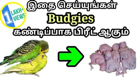 Budgies Breeding காதல் பறவைகளை இனப்பெருக்கம் எப்படி செய்வது Youtube