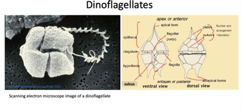 Bio 106 Lab 3 Kingdom Protista Flashcards Quizlet