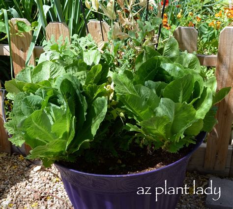 Companion Flowers For Vegetables To Grow In Containers Birds And Blooms