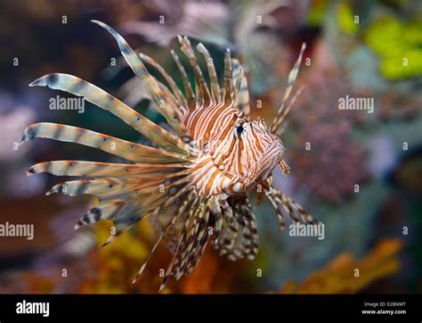 Colorful Pectoral Fins Of Pterois Volitans Or Red Lionfish With