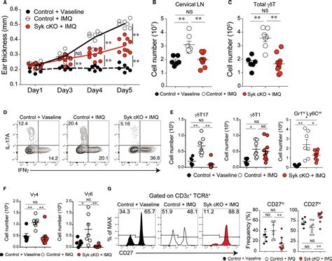 Frontiers Spleen Tyrosine Kinase Mediates The γδtcr Signaling