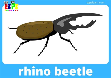 Insects And Bugs Flashcards With Words View Online Or Free Pdf Download