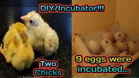 DIY Incubator How To Incubate Chicken Eggs YouTube