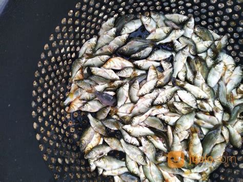 Baby Fish Ikan Mas Curah Di Kab Cianjur Jawa Barat