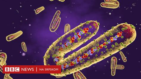 Zdravlje Šta Je Marburg Virus I Kako Se Leči Bbc News Na Srpskom