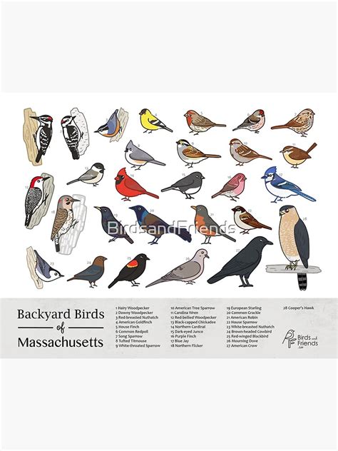 "Massachusetts - Backyard Birds of Massachusetts Field Guide Print - Bird Art Print ...