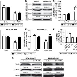 Mir 376a Could Directly Bind To NrP 1 And Inactivate The Downstream