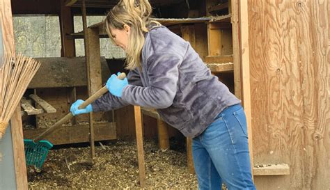 Steps To Spring Clean Your Chicken Coop Hobby Farms