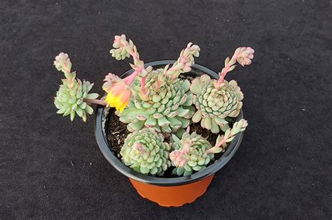 Echeveria Minima Shop Ottershaw Cacti