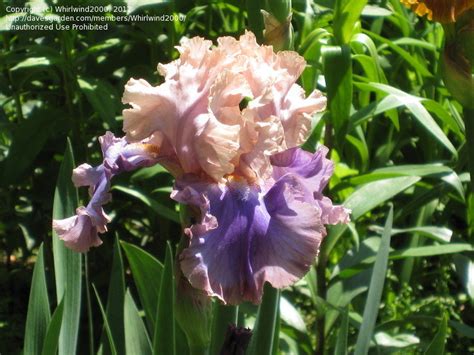 Plantfiles Pictures Tall Bearded Iris Florentine Silk Iris By