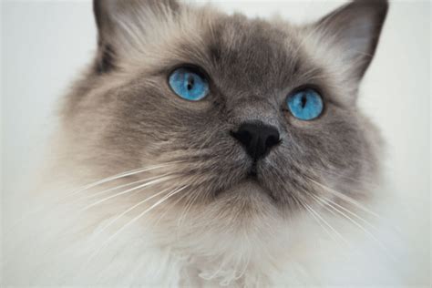 Ragdoll Cat Blue Point