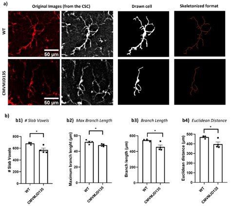 Microglia In The Csc Of Cmvmjd Mice Show Less Morphological