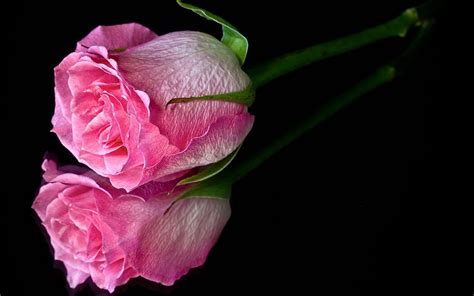 Dark Pink Roses Wallpapers Top Free Dark Pink Roses Backgrounds