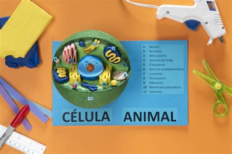 Cómo hacer una maqueta de célula animal con plastilina