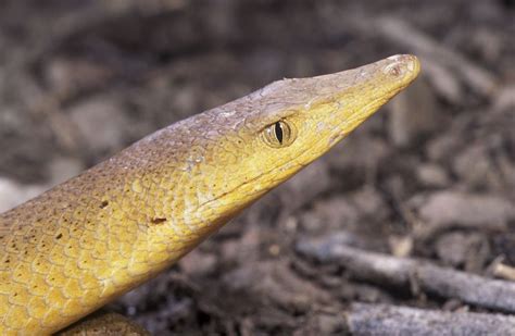 Legless Lizards Cobbco Museum