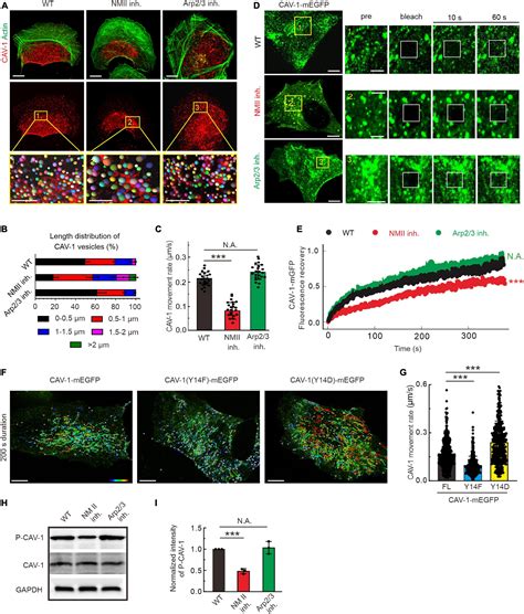 Frontiers Feedback Driven Mechanisms Between Phosphorylated Caveolin