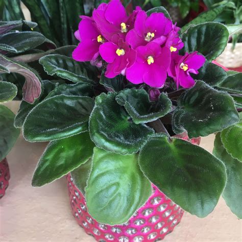 African Violet In Bubble Vase Fuscia In Levittown Ny Levittown Florist And Flowers By Phil