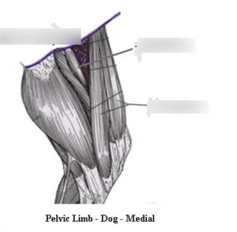 Femoral Triangle Diagram Diagram | Quizlet