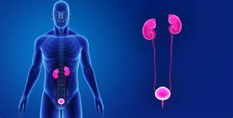 Sistema Excretor Partes Funções E Características