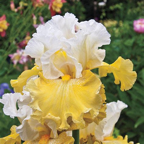 Buy Kissed by the Sun Bearded Iris | Sun Perennials | Breck's