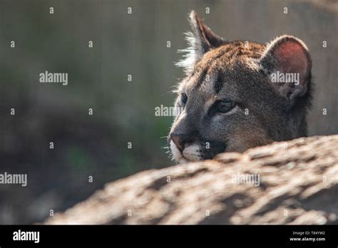 Puma Cub Big Cat Stock Photo - Alamy