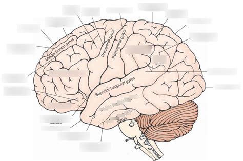 External Configuration Of Cerebral Hemispheres Diagram Quizlet