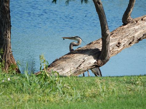 Dscn Great Blue Herron Beh Bobs Turtles Stoneridge Flickr