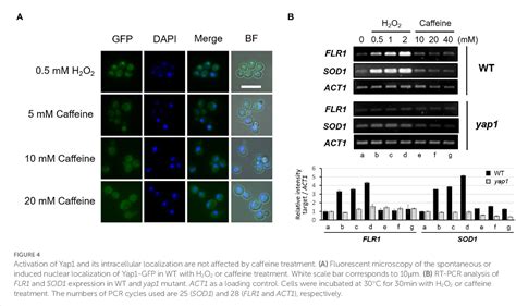 Figure From Yap Mediated Flr Expression Reveals Crosstalk Between