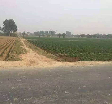 Agricultural Land For Sale Acre Kanal In Bahawalpur District