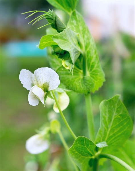 Pea plant flower stock image. Image of agriculture, growth - 191320001