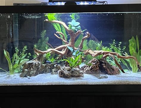 40 Gallon Fish Tank It Is Very Popular