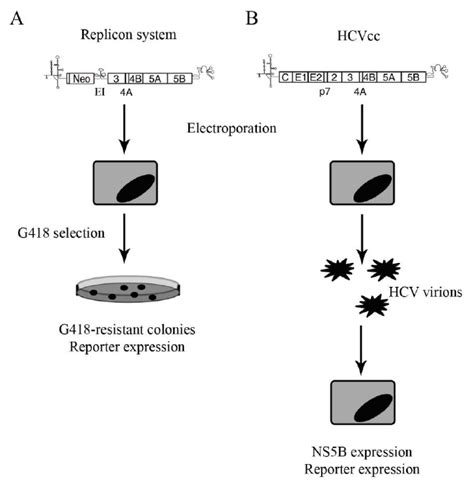 Systems For The Study Of Hcv A Hcv Replicon System Bicistronic