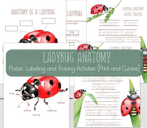 LADYBUG Anatomy Posters Labeling and Tracing Activities - Etsy