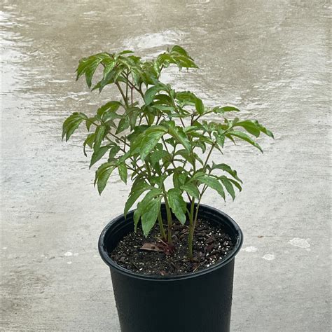 Soil Recommendations for Chinese Peony