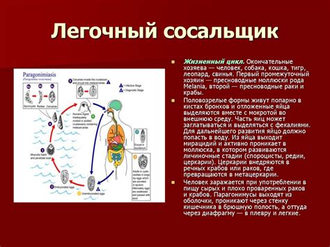 Паразитические Сосальщики - презентация онлайн