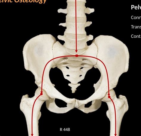 Pelvic Osteology Flashcards Quizlet