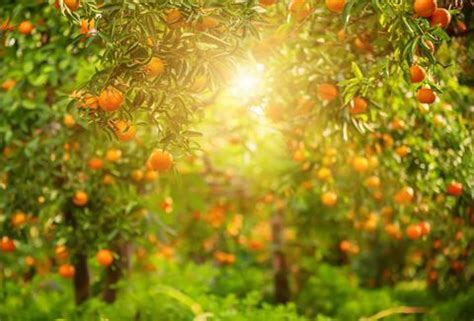 FDACS approves citrus greening treatment | News | Fruitnet