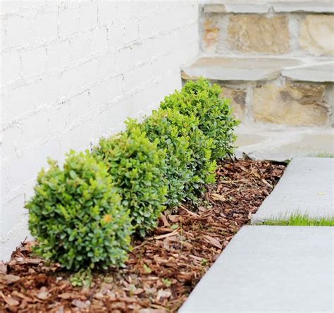 Dwarf Boxwood | Pro 1 Landscaping