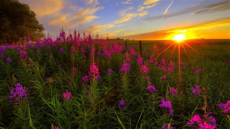 Wild Flowers Desktop Wallpapers - Top Free Wild Flowers Desktop Backgrounds - WallpaperAccess