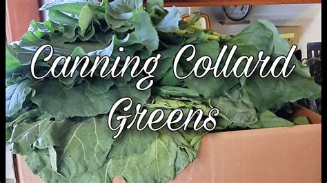 How To Can Collard Greens Youtube